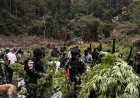 Ladang Ganja Terbongkar di Pegunungan Bintang, 1.347 Batang Diamankan TNI-Polri